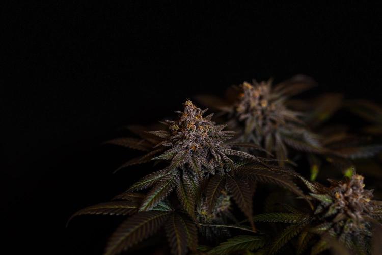 Lemon Cherry Runtz - Fast Buds. Week 16