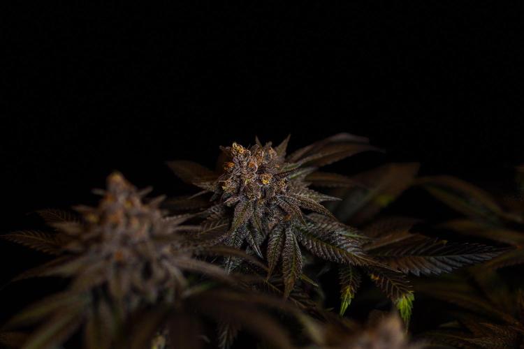 Lemon Cherry Runtz - Fast Buds. Week 16