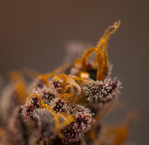 Lemon Cherry Runtz - Fast Buds. Week 16