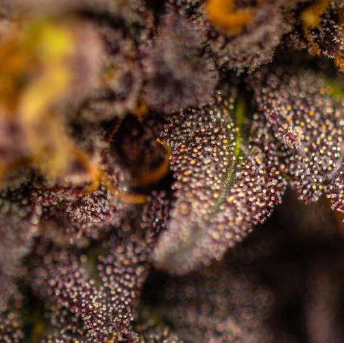 Lemon Cherry Runtz - Fast Buds. Week 16