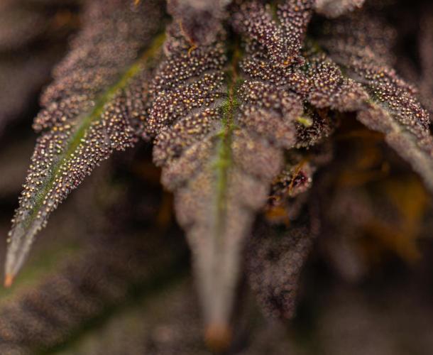 Lemon Cherry Runtz - Fast Buds. Week 16