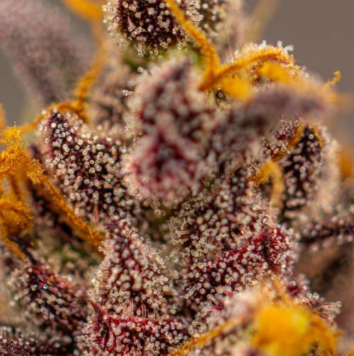 Lemon Cherry Runtz - Fast Buds. Week 16