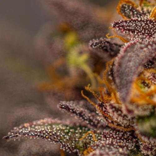 Lemon Cherry Runtz - Fast Buds. Week 16