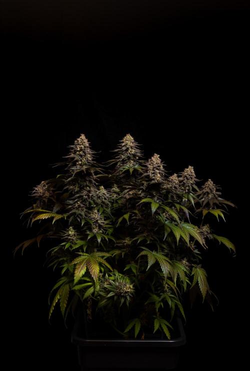 Mega Power Plant - Spliff Seeds. Week 16