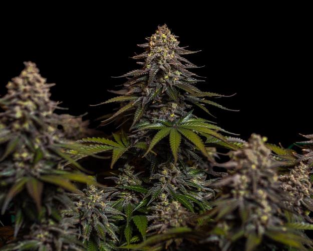 Mega Power Plant - Spliff Seeds. Week 16