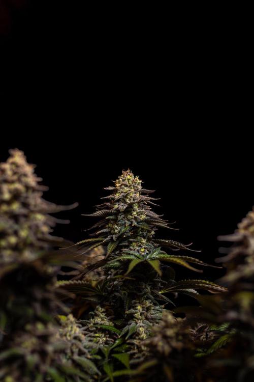 Mega Power Plant - Spliff Seeds. Week 16