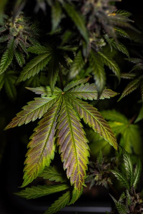 Mega Power Plant - Spliff Seeds. Week 16