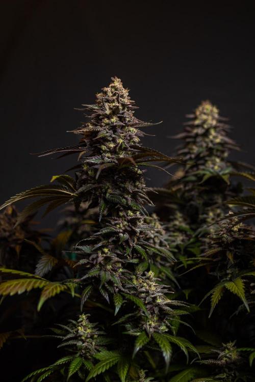 Mega Power Plant - Spliff Seeds. Week 16