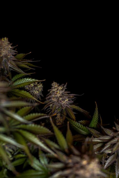 Mega Power Plant - Spliff Seeds. Week 16