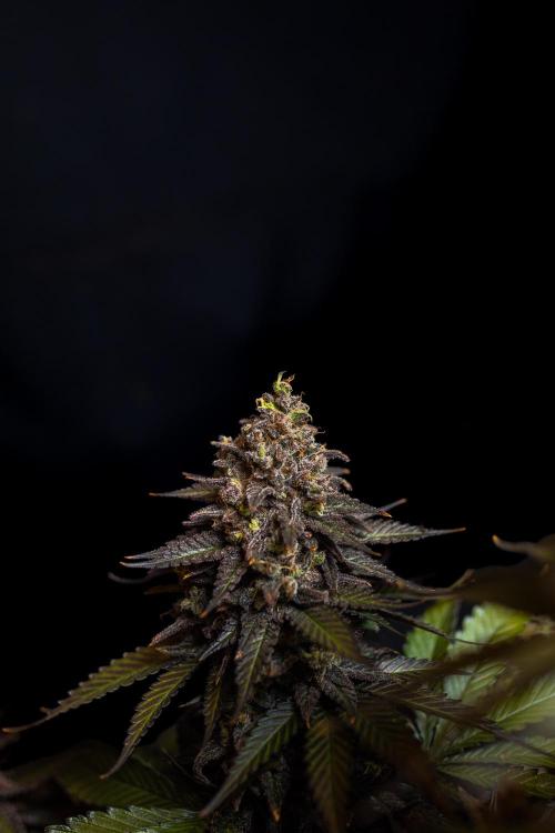 Mega Power Plant - Spliff Seeds. Week 16