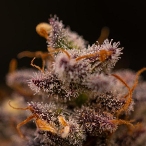 Mega Power Plant - Spliff Seeds. Week 16