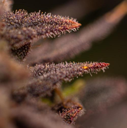 Mega Power Plant - Spliff Seeds. Week 16