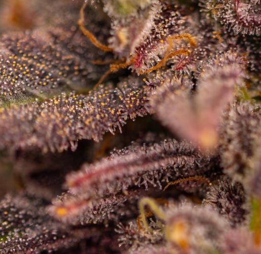 Mega Power Plant - Spliff Seeds. Week 16