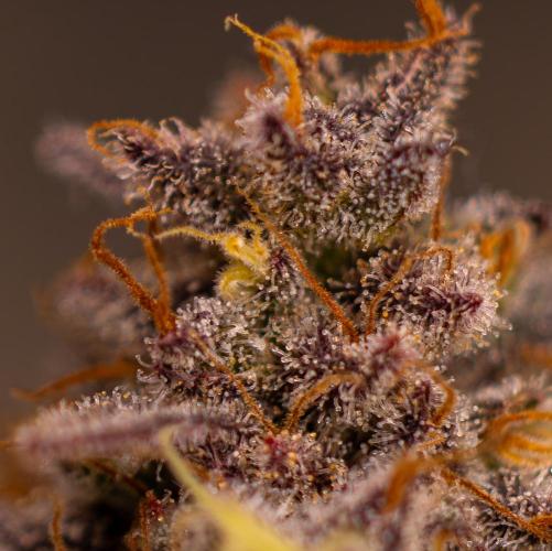 Mega Power Plant - Spliff Seeds. Week 16