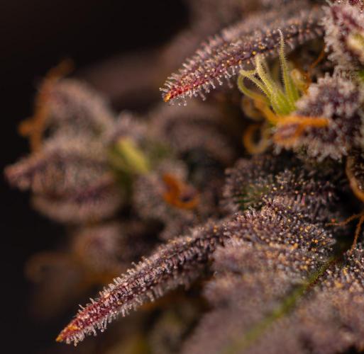 Mega Power Plant - Spliff Seeds. Week 16