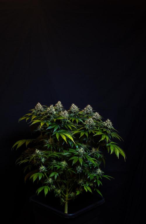 Super Skunk - Spliff Seeds. Week 16