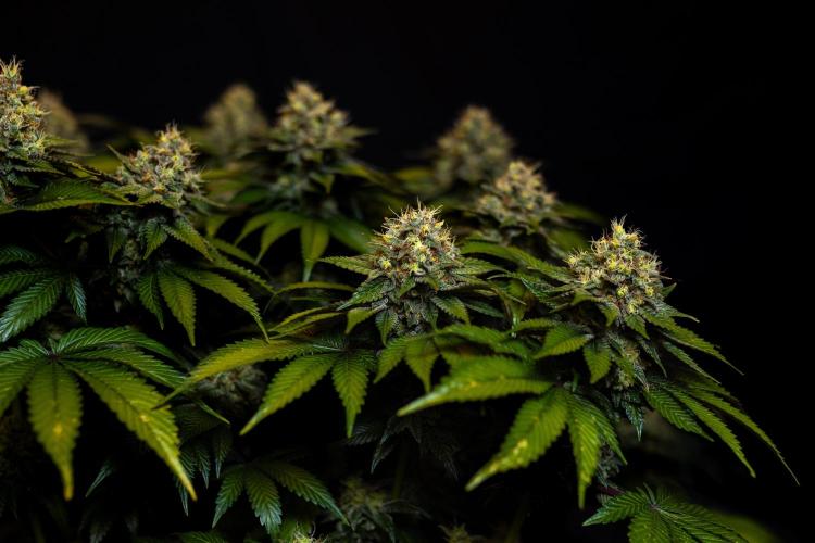 Super Skunk - Spliff Seeds. Week 16