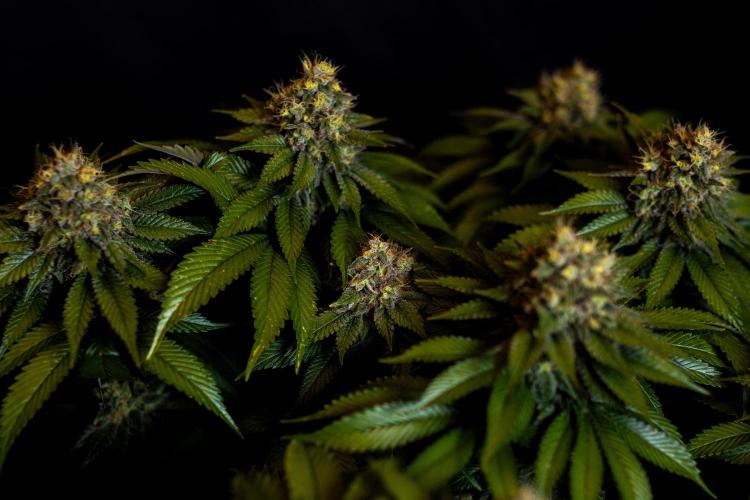 Super Skunk - Spliff Seeds. Week 16