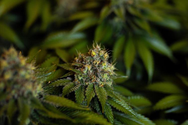 Super Skunk - Spliff Seeds. Week 16