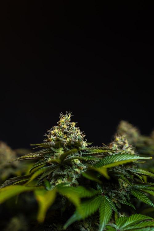 Super Skunk - Spliff Seeds. Week 16