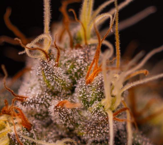 Super Skunk - Spliff Seeds. Week 16