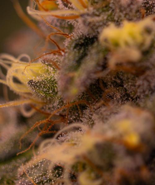 Super Skunk - Spliff Seeds. Week 16