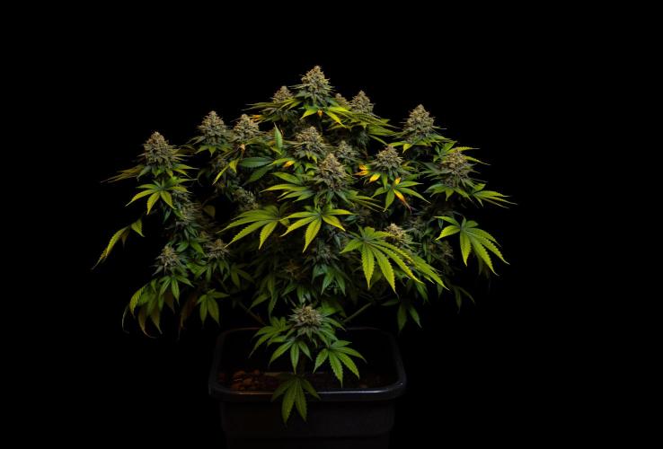 Bubblegun - Spliff Seeds. Week 16