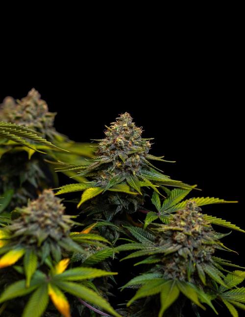 Bubblegun - Spliff Seeds. Week 16