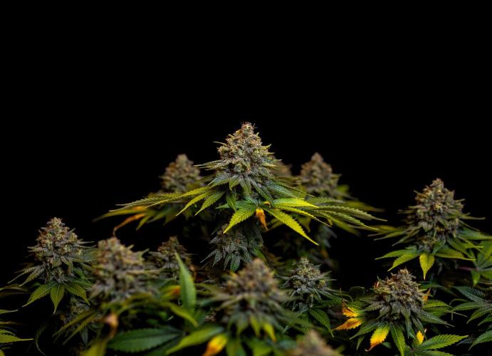 Bubblegun - Spliff Seeds. Week 16