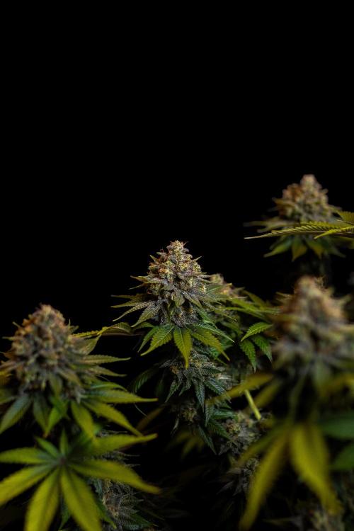 Bubblegun - Spliff Seeds. Week 16