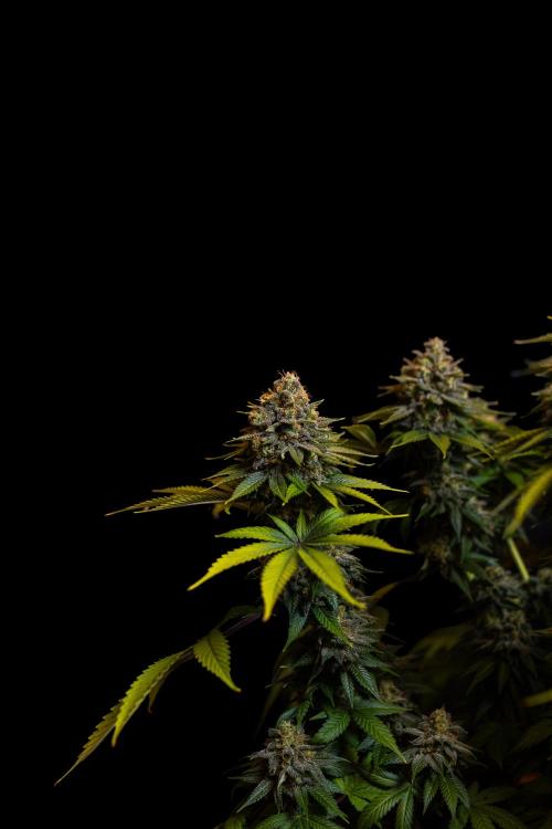 Bubblegun - Spliff Seeds. Week 16