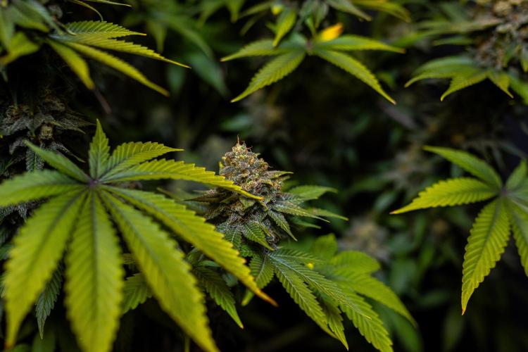 Bubblegun - Spliff Seeds. Week 16