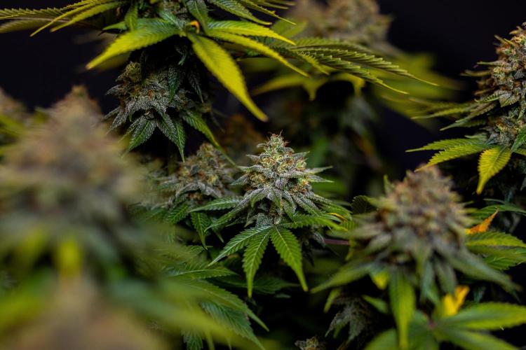 Bubblegun - Spliff Seeds. Week 16