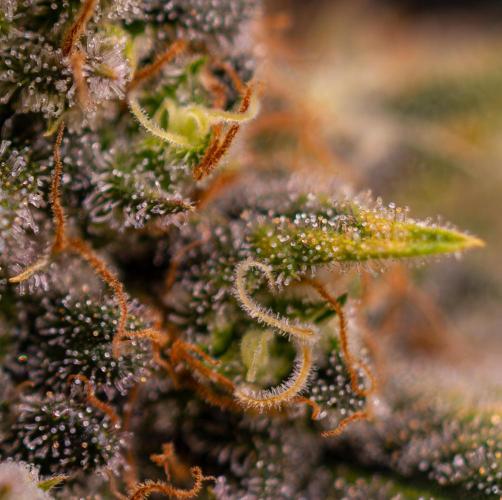 Bubblegun - Spliff Seeds. Week 16