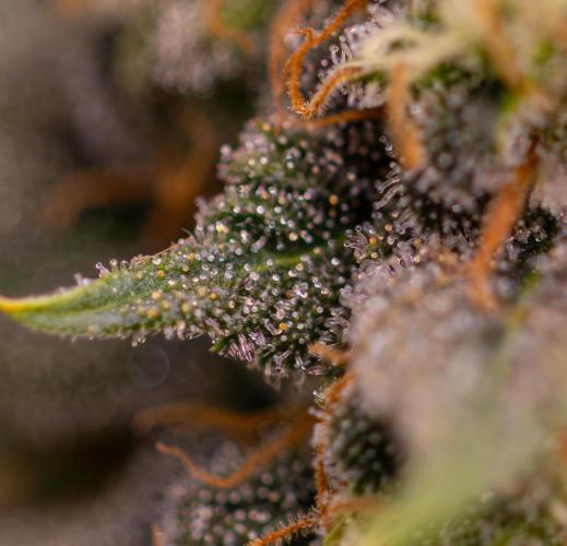 Bubblegun - Spliff Seeds. Week 16