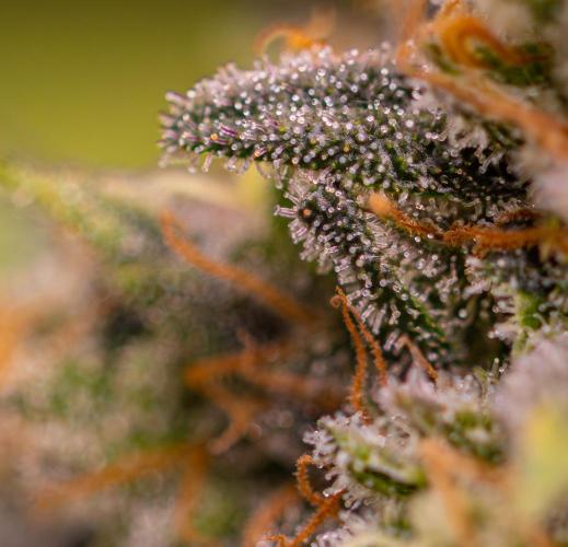 Bubblegun - Spliff Seeds. Week 16