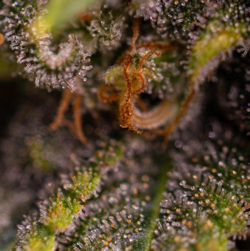 Bubblegun - Spliff Seeds. Week 16