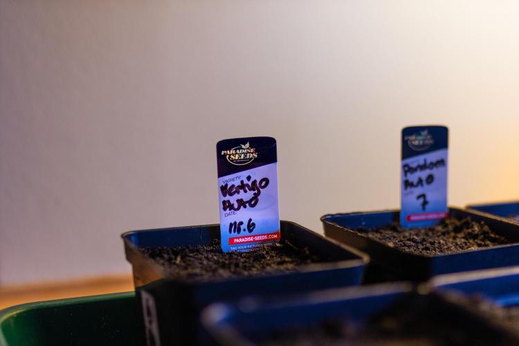 Paradise Seeds - Vertigo Auto. Week 0