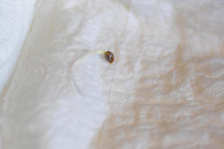 Paradise Seeds - Pandora Auto. Week 0