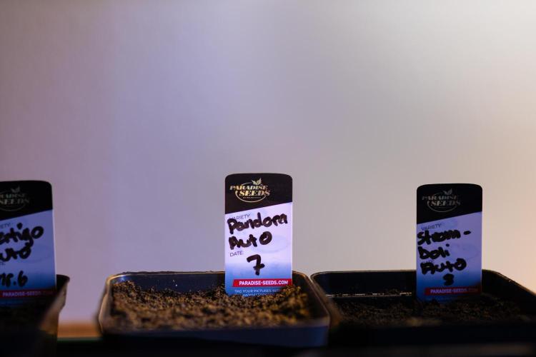 Paradise Seeds - Pandora Auto. Week 0