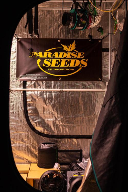 Paradise Seeds - Pandora Auto. Week 0