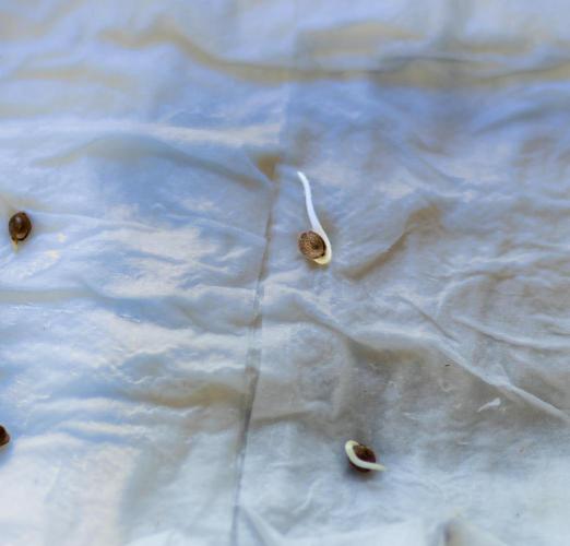 Paradise Seeds - Stromboli Auto. Week 0