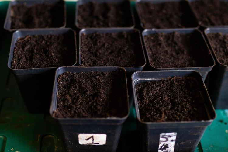 Gorilla Auto - Spliff Seeds. Week 0