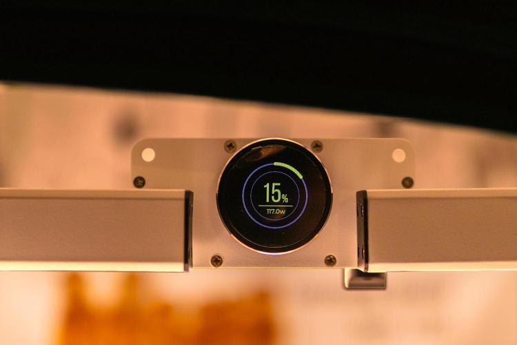 Gorilla Auto - Spliff Seeds. Week 0