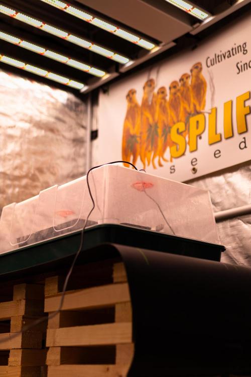 Dutch Auto - Spliff Seeds. Week 0