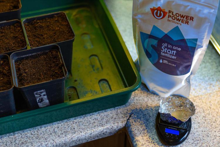 Lemon Crem Kush Auto - Spliff Seeds. Week 0