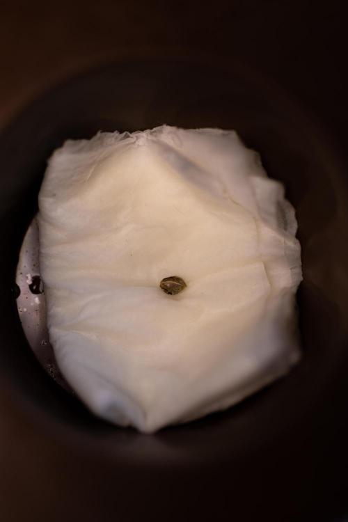 Tester# 494 x 1500 - Paradise Seeds. Week 0