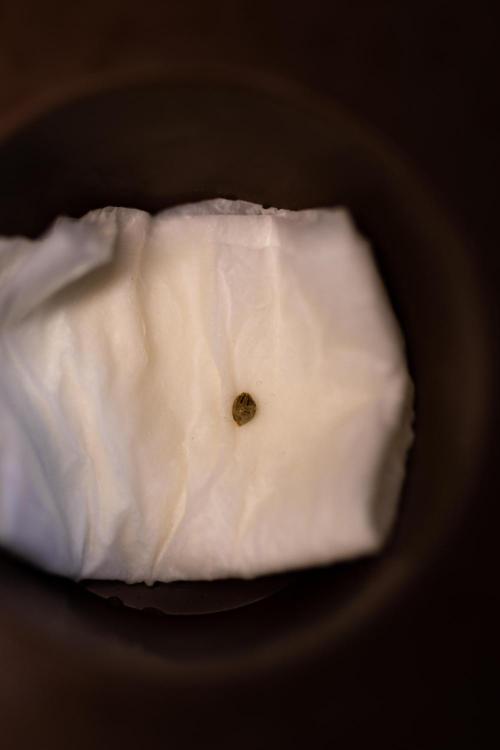 Tester# 60zB x 1500 - Paradise Seeds. Week 0