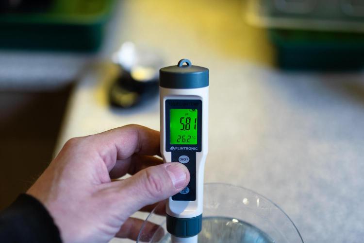 Tester# 60zB x 1500 - Paradise Seeds. Week 0