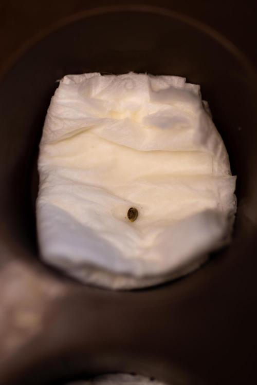 Tester# 604d x 1500 - Paradise Seeds. Week 0